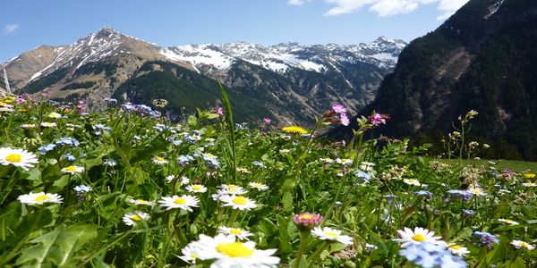 Wiesen- und Berglandschaft in Südtirol